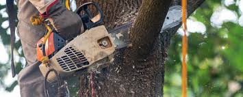 Best Tree Trimming and Pruning  in Bluefield, VA