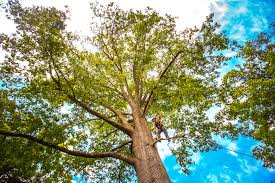 Best Utility Line Clearance  in Bluefield, VA