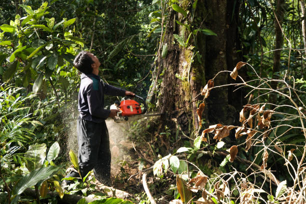 Best Tree Removal  in Bluefield, VA