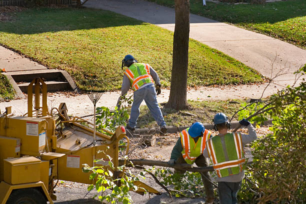 Best Tree Maintenance Programs  in Bluefield, VA