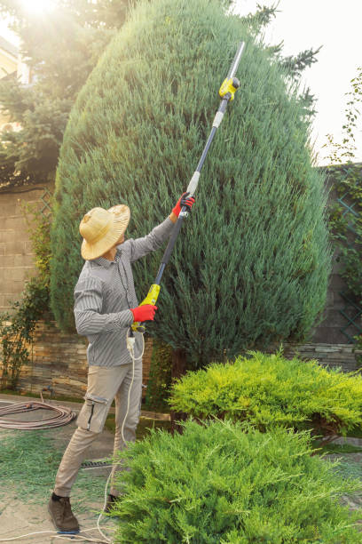 Best Lawn Pest Prevention  in Bluefield, VA